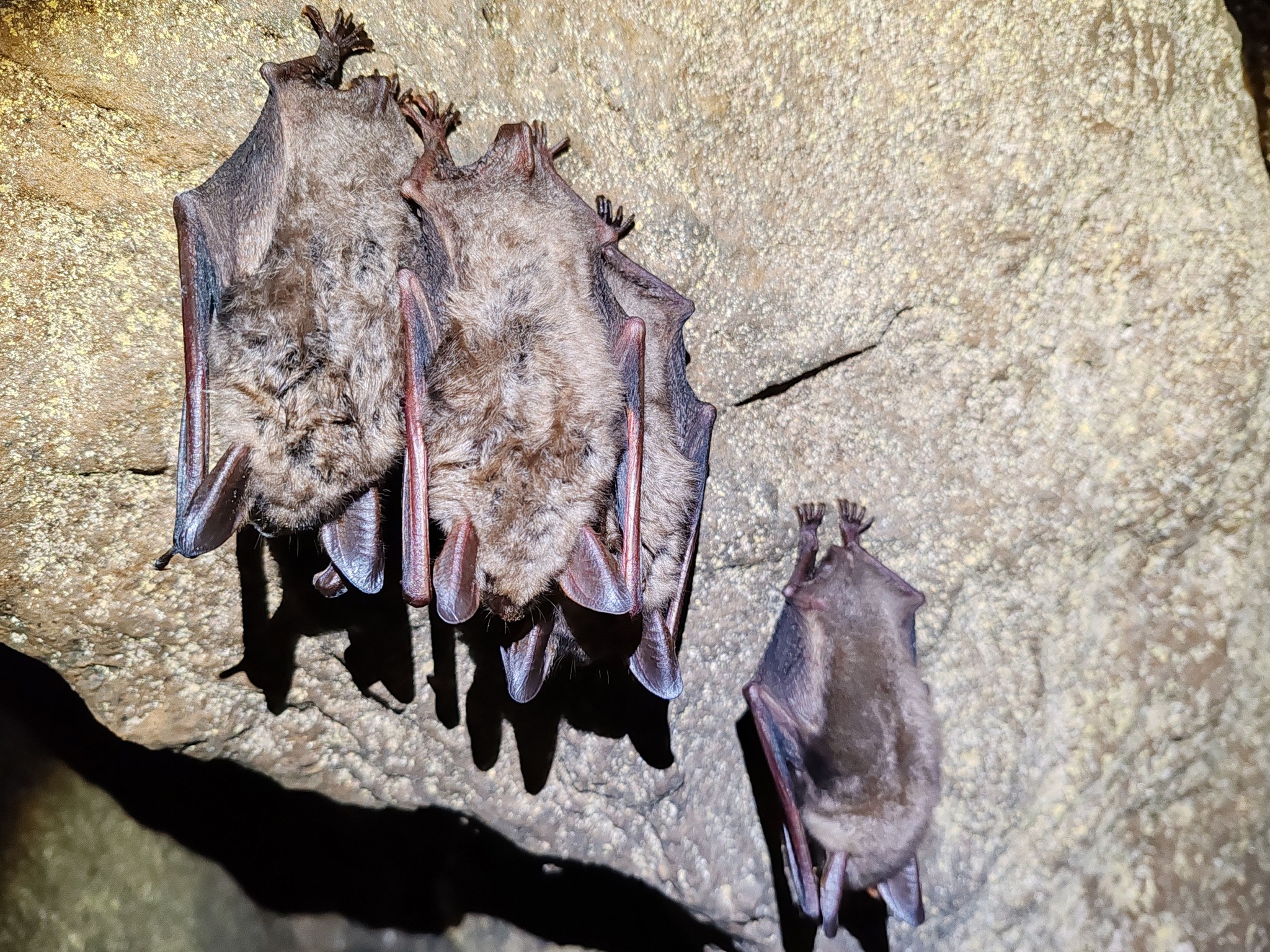 Netopýři velcí zimující v jeskyních v kaňonu Labe. Foto: Jan Kašpar