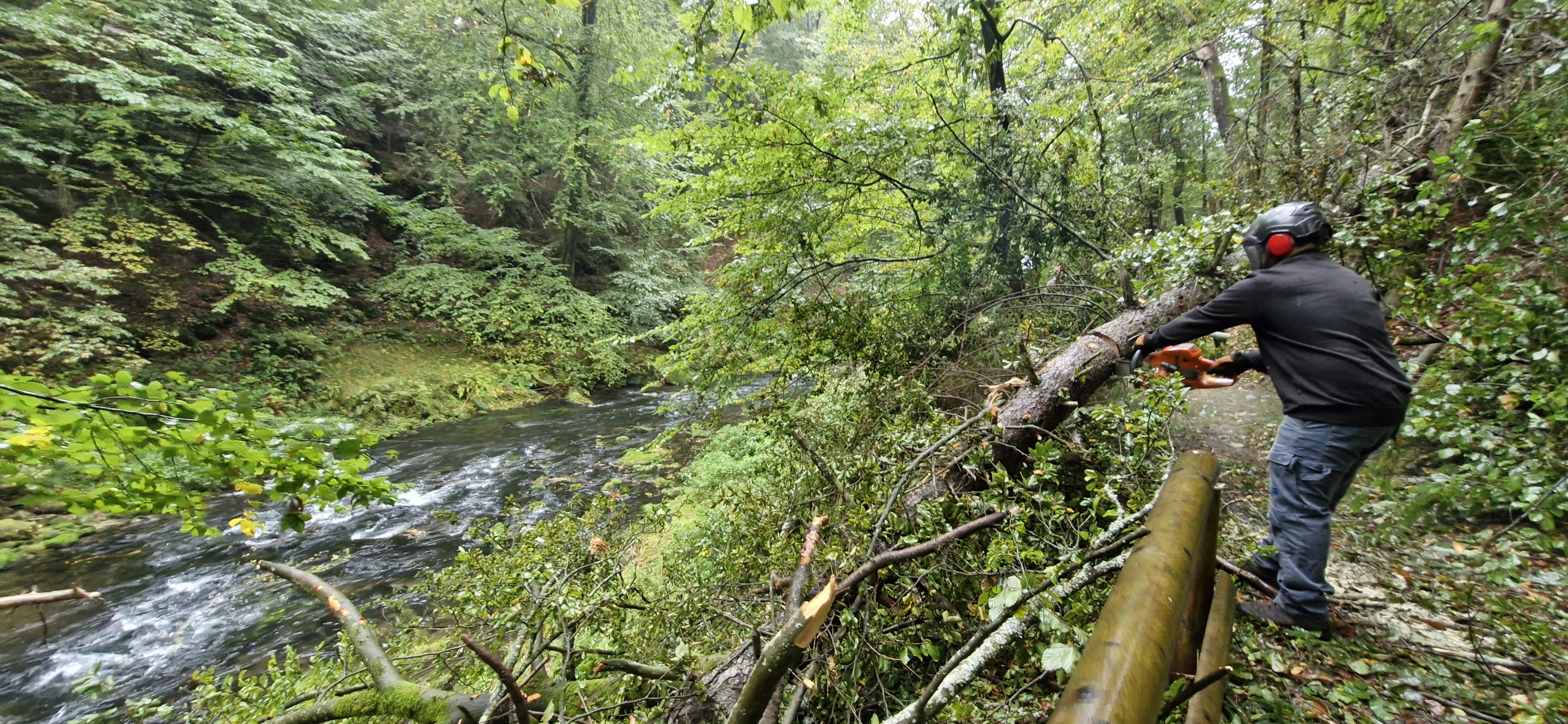 Pracovník dodavatelské firmy těží v rámci dohodnutých protipovodňových opatření strom ve spodní části Edmundovy soutěsky u Hřenska. Foto: Tomáš Salov