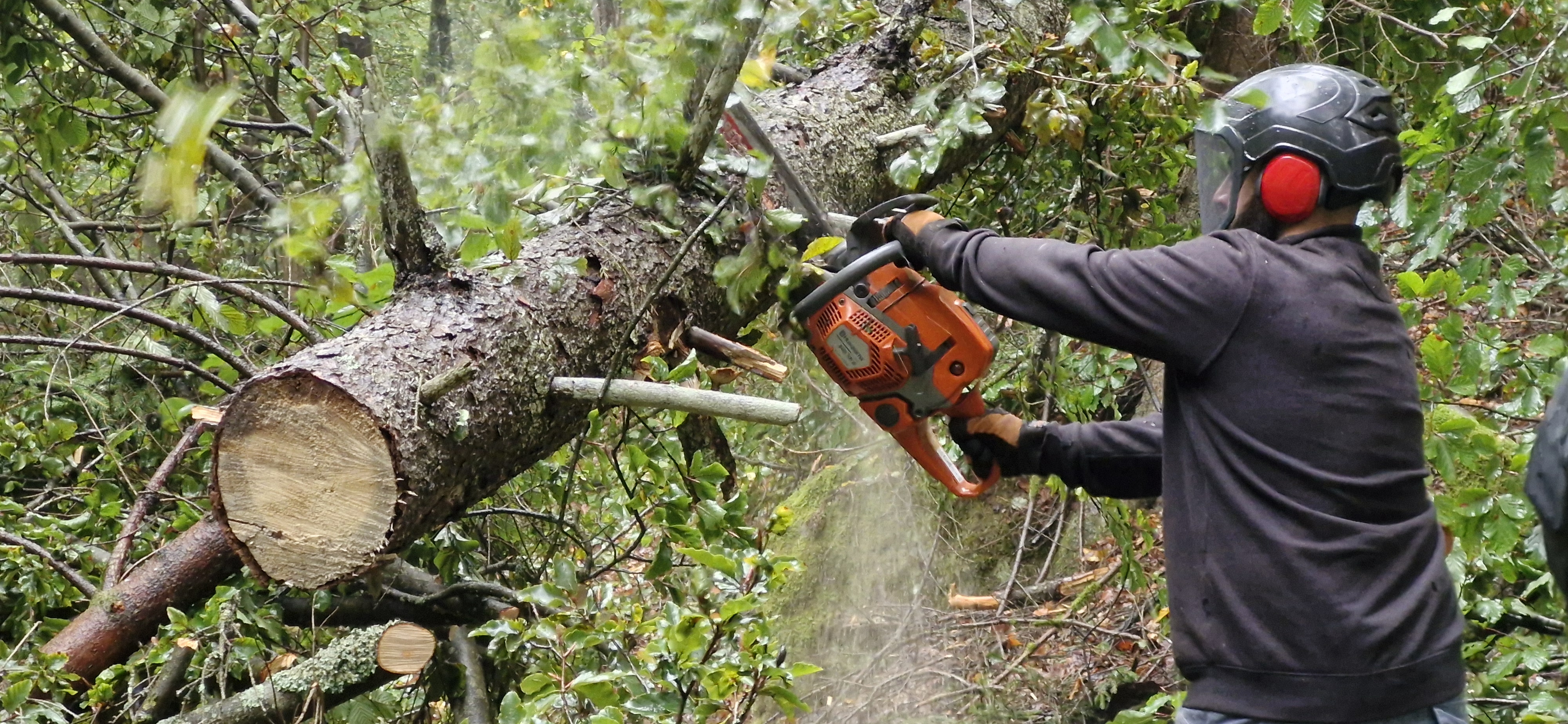 Pracovník dodavatelské firmy těží v rámci dohodnutých protipovodňových opatření strom ve spodní části Edmundovy soutěsky u Hřenska. Foto: Tomáš Salov