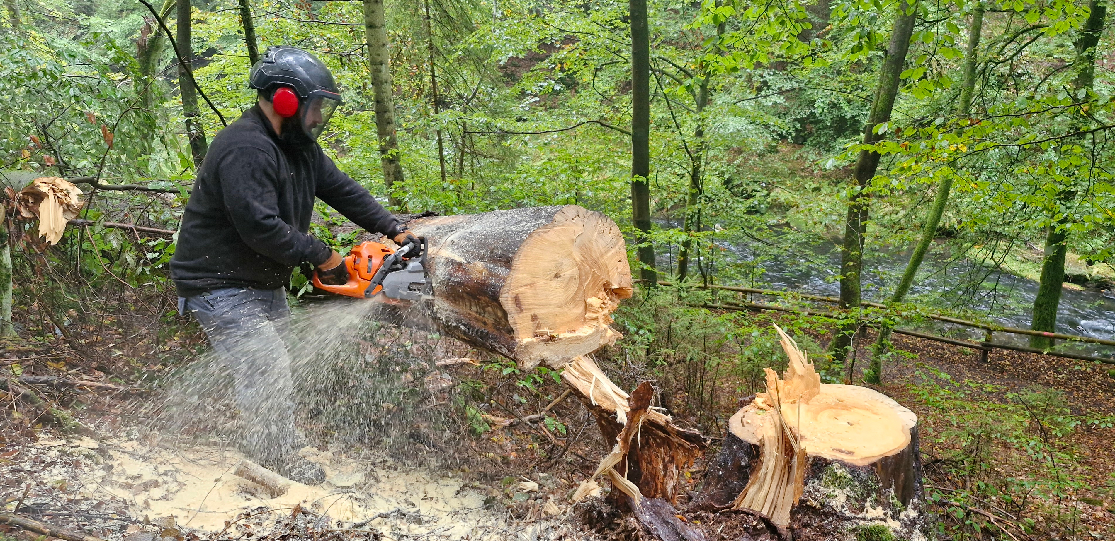 Pracovník dodavatelské firmy těží v rámci dohodnutých protipovodňových opatření strom ve spodní části Edmundovy soutěsky u Hřenska. Foto: Tomáš Salov