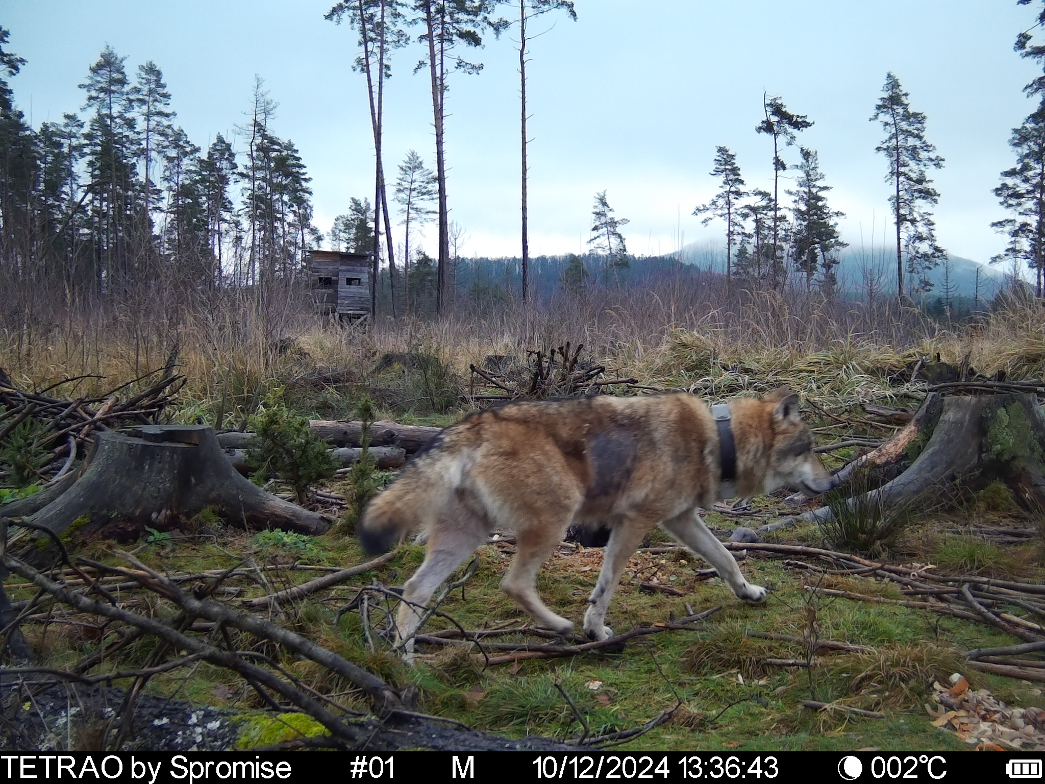 Telemetricky sledovaný vlk v národním parku České Švýcarsko, na snímku z fotopasti pořízeném zhruba tři týdny po kolizi s osobním autem. Foto: Správa NP České Švýcarsko/REDEMA