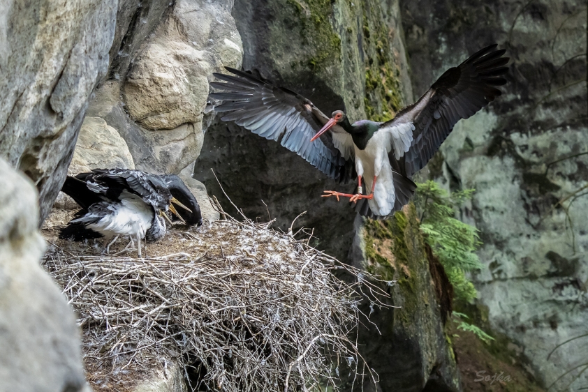 Dospělý čáp černý přilétající na skalní hnízdo (Foto: Václav Sojka)